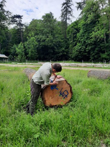 Der Revierförster erklärt die Qualität des Holzes